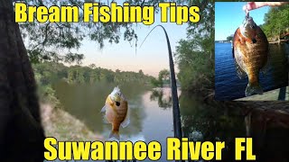 Suwannee River Fishing tips from the locals