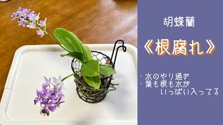 2021年11月2日　【根腐れ】相談の多い根腐れ　葉と根を解剖してみました　根腐れをさせないようにするには、水を与えない努力が必要です　・メネデール　　・サマーローズ《ブルースター》