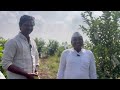 సేంద్రియ పద్ధతిలో జామ పంట సాగు guava farming raj farming