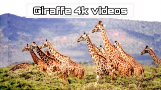 | Giraffes 101 | Nat Geo Wild | Giraffe videos National Geographic | #76 |