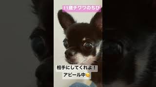 【シニア犬】飼い主が携帯いじってるとアピールして来ます。#shorts #チワワ #チワワの日常