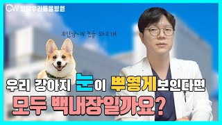 강아지 눈이 하얗게 보이나요? 백내장도 간단하게 알려드릴꼐요!