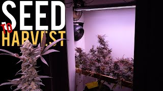 GROWING ORGANIC CANNABIS FROM SEED TO HARVEST | STRAIN GRAPE ROCK CANDY x BANANA BUTTER CUPS