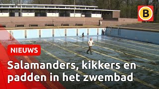 Da's pas een grote schoonmaak: Zwembad Wolfslaar wordt klaar gemaakt voor de zomer