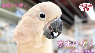 【こんぱまるＴＶ】大阪店　＃9　最強に可愛いオオバタン