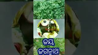 #short ଆଦ୍ୟ ଆଷାଢର କଳା ମେଘ ଦେହେ..ସମସ୍ତଙ୍କୁ ଶ୍ରୀ ଗୁଣ୍ଡିଚାଯାତ୍ରାର ହୃଦୟଭରା ଶୁଭେଚ୍ଛା । ଜୟ ଜଗନ୍ନାଥ।