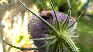 Bee on teasel flower