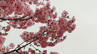 都立小金井公園の桜　2022/03/28