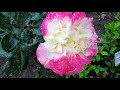 roses garden （roses are blooming ）🌹🌹🌹 玫瑰园 玫瑰花儿绽放