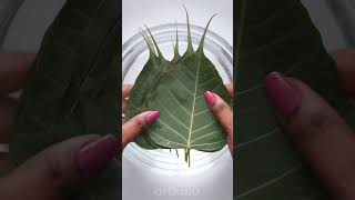 Amazing Skeleton leaf craft#shorts#Short#skeletonleaf#skeleton#leaf#leafs#tree#green#craft#art#reel