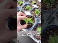 rooting petunia cutting time lapse