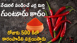 నేచురల్ పండించే ఎర్ర మిర్చి గుంటూరు కారం | రోజుకు 500 కిలో కారంపొడిని విక్రయిస్తాడు | Syera Media