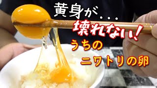 我が家のニワトリが卵を産みました。卵かけごはんで食べたら、究極の美味しさだった！　田舎暮らし