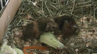 Guinea pigs baby 2 hours old 生後２時間のモルモット赤ちゃん Part 1