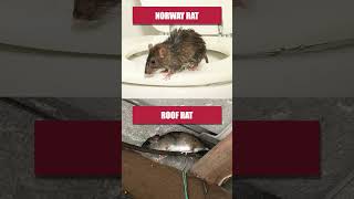 Quick Guide to Getting Rid of Rats this Fall!