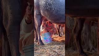 She’s So Cute Milking a Buffalo | Funny and Adorable Moment 🐃❤️ #humor #comedy #funny