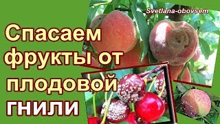 СУПЕР СРЕДСТВО ОТ ПЛОДОВОЙ  ГНИЛИ ФРУКТ -ВО ВРЕМЯ СОЗРЕВАНИЯ .СПАСАЕМ персики, яблоки, сливы ..