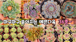 10월 4일❤️예쁜다육이가~많아 행복합니다~😍😄 #다육판매#다육식물#Korean succulent plants #多肉植物 #특가다육#숨막히게예쁜다육#다육농장#가을다육