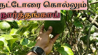 நாட்டு நார்த்தங்காய் | நார்த்தங்காயின் மருத்துவ குணங்கள் | Citron fruit (Narthangai)health benefits