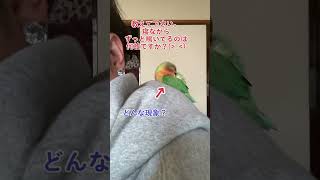 最近、寝ながら何故かすごく鳴く🦜　#インコ #コザクラインコ #shorts