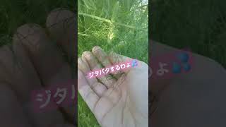 カマキリの幼虫がデカい。バカ殿様発動❓️笑い声が馬🐴な人⁉️