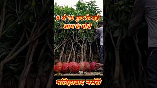 3फिट से 10फिट तक बड़े आम के पौधे | malihabad nursery | mango plant nursery | kaliya bad mango nursery