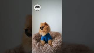 Funny moment - Animal videos || Funniest dog videos