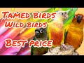 Tamed bird | wild birds | All types of birds available