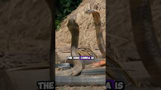 The King Cobra: World's Most Venomous Snake and its Hunting Abilities #KingCobra #shorts