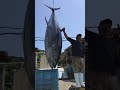 天然クロマグロでかいよー。