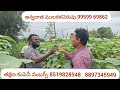 ముప్పైవేలు పెట్టుబడి 40 రోజులు 4 లక్షలు short term crop syngenta glossy cucumber cultivation