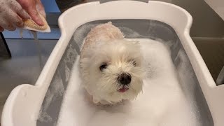 When I put my dog ​​in a dog bathtub for the first time, it became a serious problem.