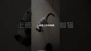 小猫也有分离焦虑症，要出门了就追上来了，关门之后走很远都能听见它喵喵叫😭暹罗猫