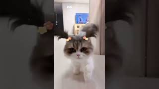 Butiful 🥰 look  cat cute 🥰 baby cat #shorts #youtubeshorts #viral #shortvideo #ytshorts #trending