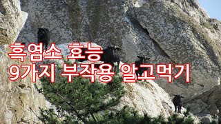 흑염소 효능 9가지 부작용 알고먹기