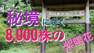 ［秩父紹介］皆野町の秘境に咲く紫陽花「カタクリの里アジサイ園」