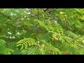 Albizia Amara / Arappu Tree / Usilai Tree