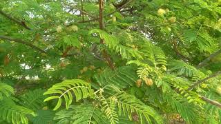 Albizia Amara / Arappu Tree / Usilai Tree/ அரப்பு மரம் /உசிலை மரம்