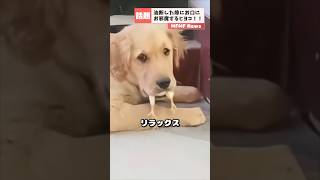 思わぬ来客に戸惑うゴールデンレトリーバー