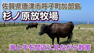 【佐賀】佐賀県加部島の最北端「杉ノ原牧草場」