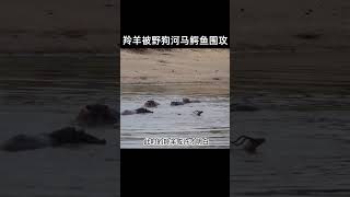 這羚羊被鬣狗河馬鱷魚圍攻！前有追兵後有堵截，究竟羚死誰手？