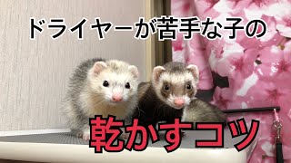 フェレットのドライヤー 苦手な子の対処法