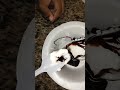 brownie with vanilla icecream #subscribe #ytshorts #shortsfeed