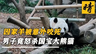 因家羊被咬死，云南農民兄弟竟怒殺大熊貓并販賣，最終下場如何？ #奇闻