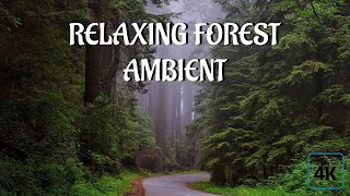 Relaxing Forest Ambient 🌲 | Deep Sleep Music | 30 min of Relaxing Meditation Music 🎵