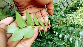 কারি পাতা চাষ এবং বাড়িতে অবশ্যই লাগান/Curry leaves