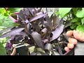 Pick Hmong chicken herbs / Dle cov Tshuaj rau qab / 7-31-2024