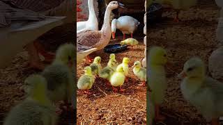 Geese family protecting baby geese aggressively #ducks #geese #goose #chicks #babygeese #babyducks