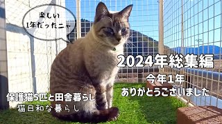 【2024年ニャンズ総集編】今年1年の名場面集/空ちゃん病院へ/ギリギリの大掃除