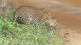 hrilling Encounter Female Leopard Show at Wilpattu National Park 24th Jan 2k25 #wilpattunationalpark